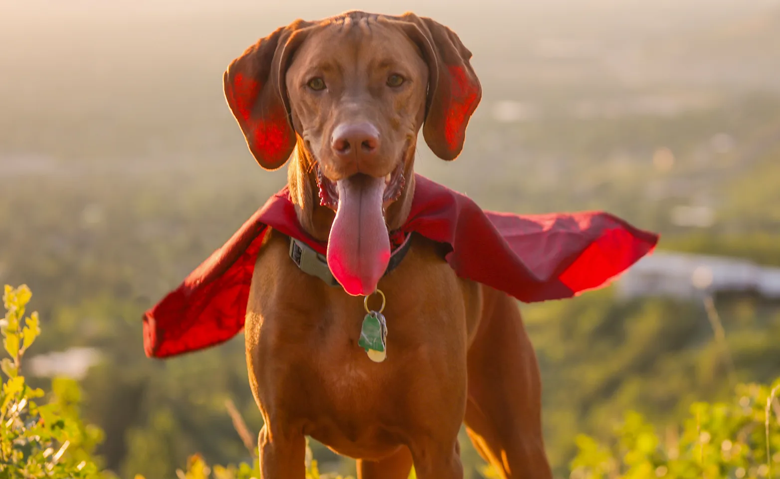 A vizsla wearing a red cape standing on a mountain side A vizsla wearing a red cape standing on a mountain side