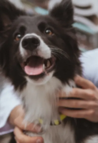 Black & White Dog on Exam Table with Veterinarian