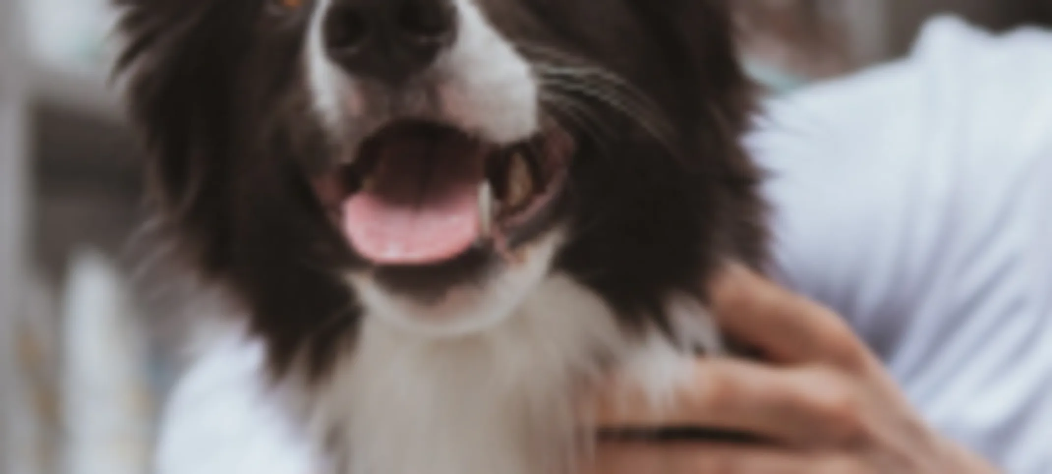 Black & White Dog on Exam Table with Veterinarian Black & White Dog on Exam Table with Veterinarian