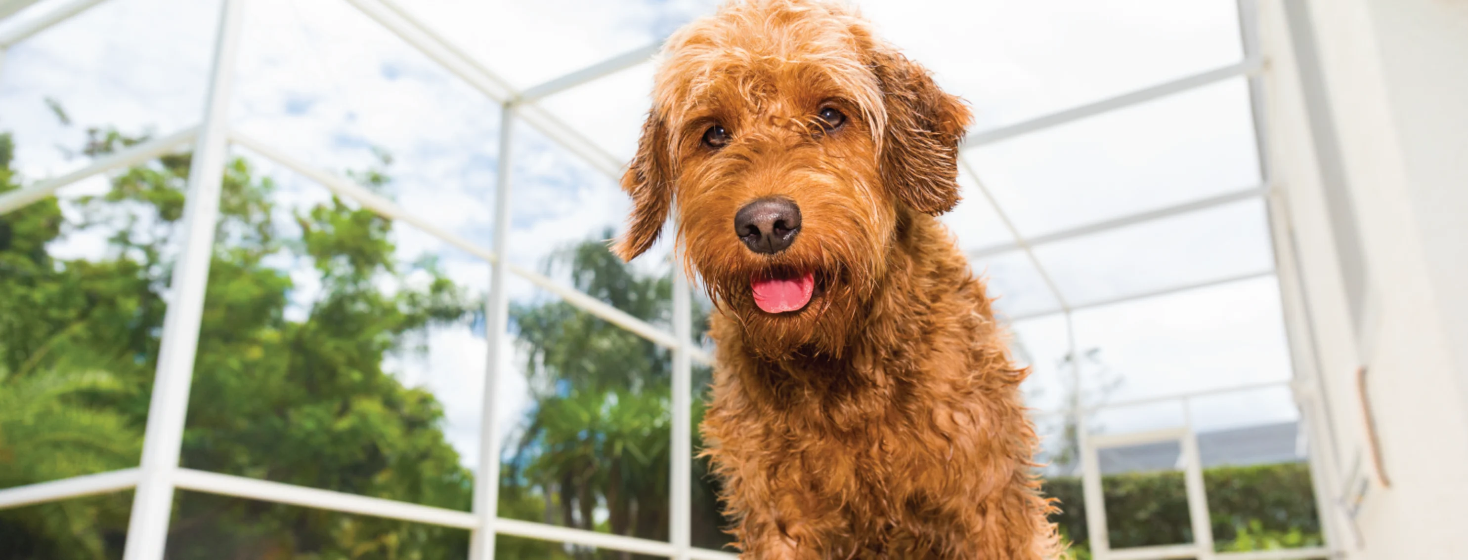 Dog in pool area covering Dog in pool area covering