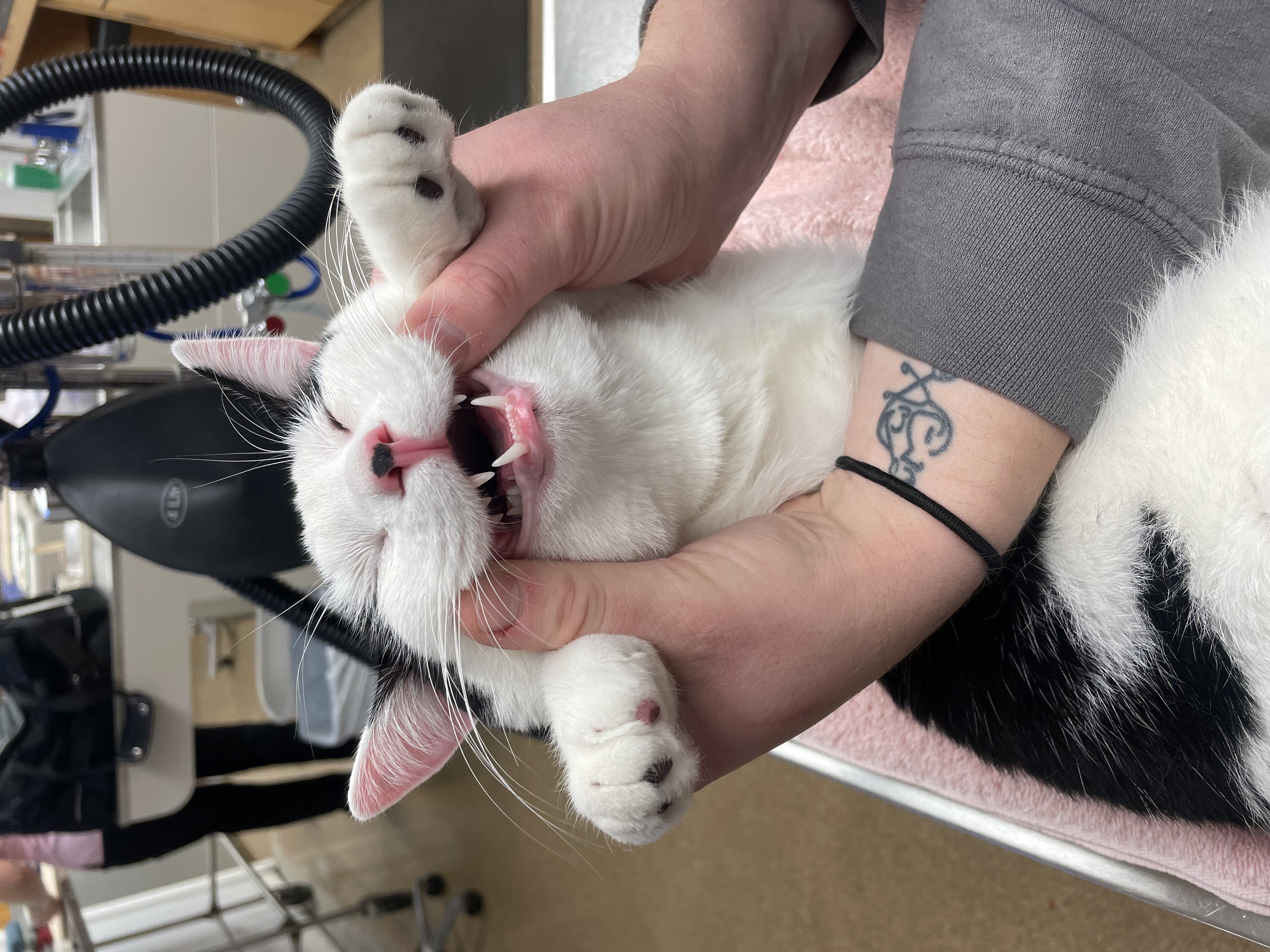 Examining Cat's Teeth at Ferry Farm Animal Clinic