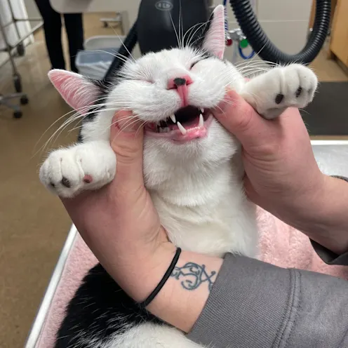 Examining Cat's Teeth at Ferry Farm Animal Clinic Examining Cat's Teeth at Ferry Farm Animal Clinic