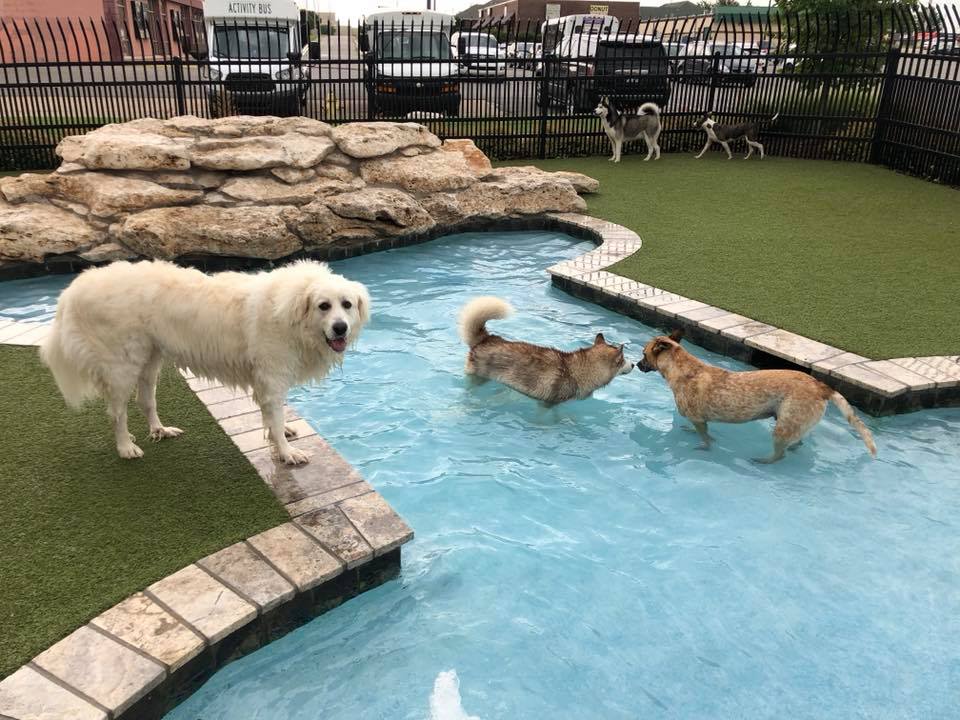 Dogs playing in pool