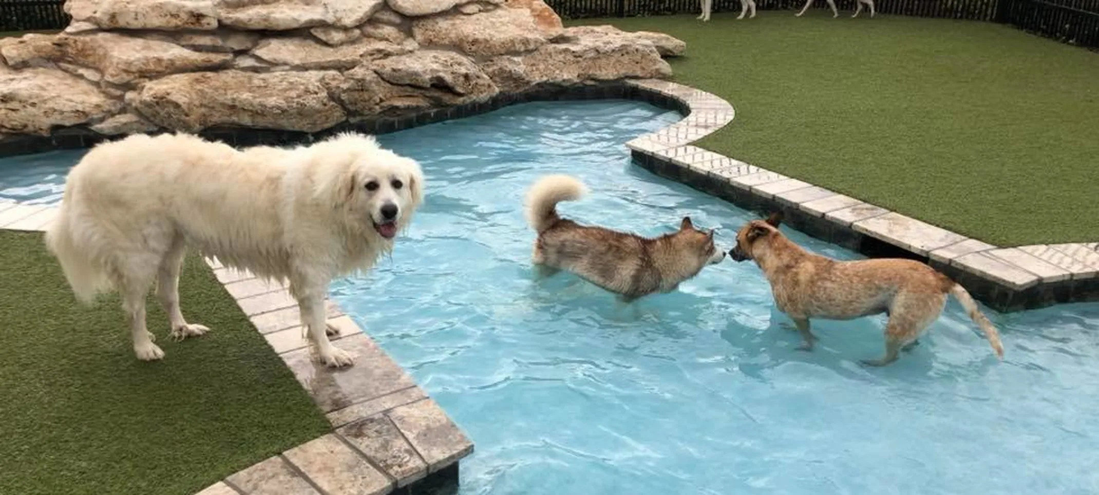 Dogs playing in pool Dogs playing in pool
