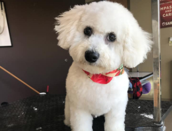 Groomed white dog