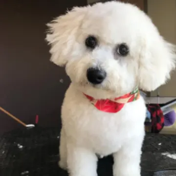 Groomed white dog Groomed white dog