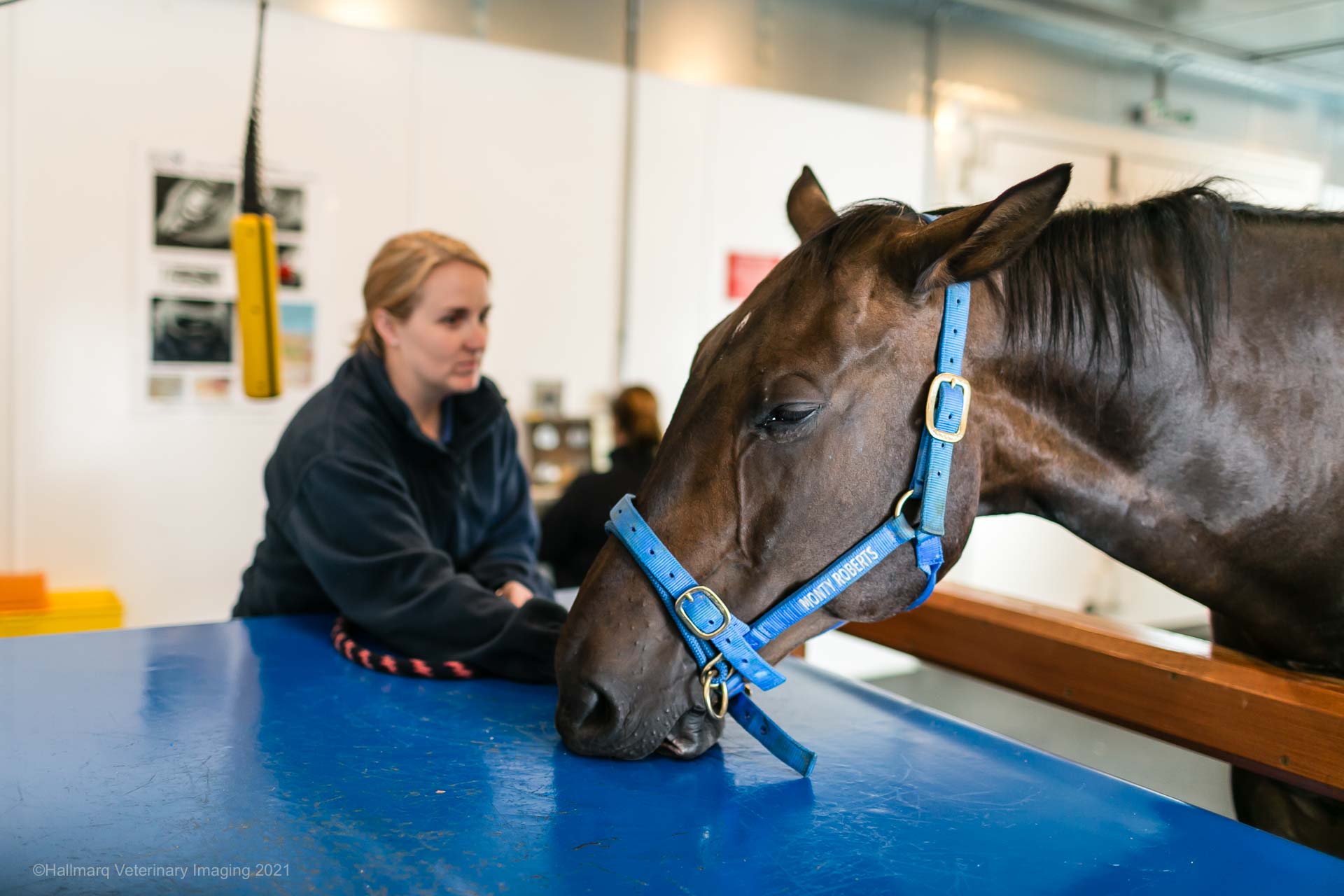 Equine MRI 7
