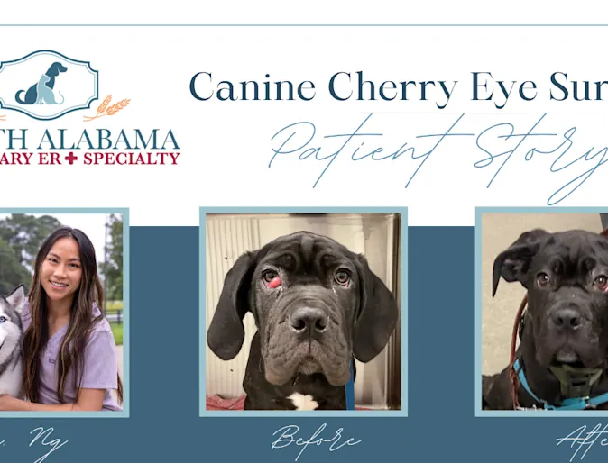 Cherry Eye Surgery Patient Story at North Alabama Veterinary Emergency & Specialty Cherry Eye Surgery Patient Story at North Alabama Veterinary Emergency & Specialty