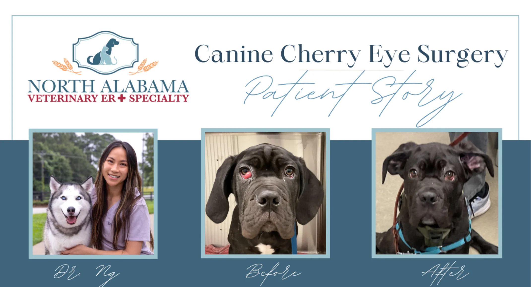 Cherry Eye Surgery Patient Story at North Alabama Veterinary Emergency & Specialty Cherry Eye Surgery Patient Story at North Alabama Veterinary Emergency & Specialty