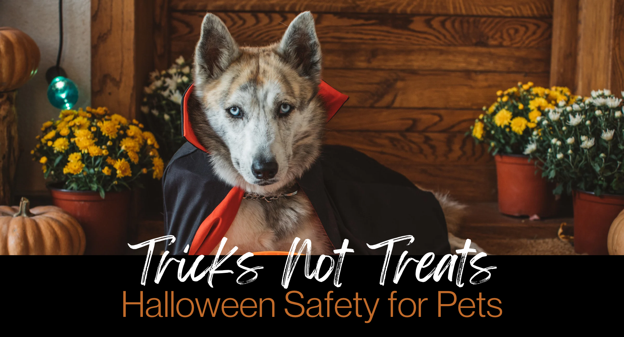Halloween Safety