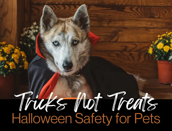 Halloween Safety Halloween Safety