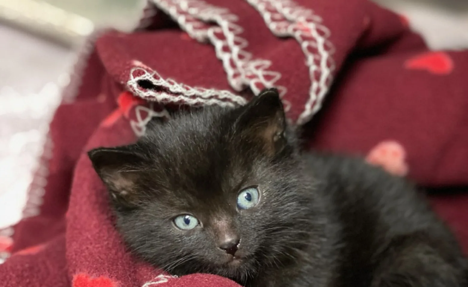 Kitten in Blanket
