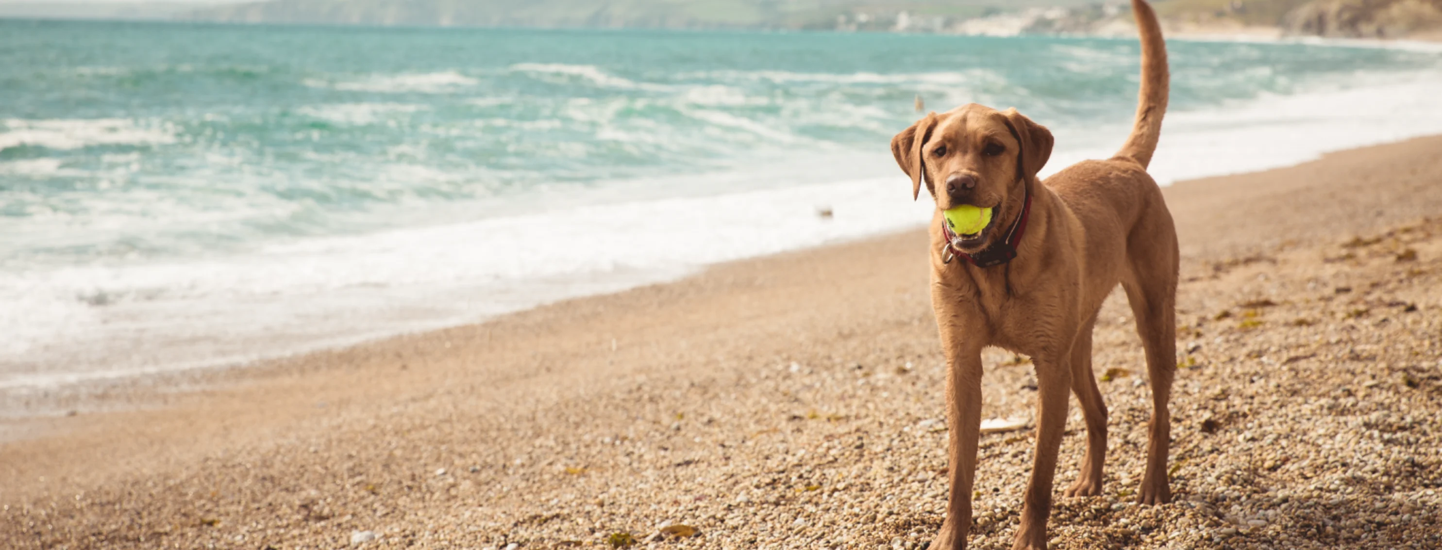 Dog holding a ball in its mouth at the beach