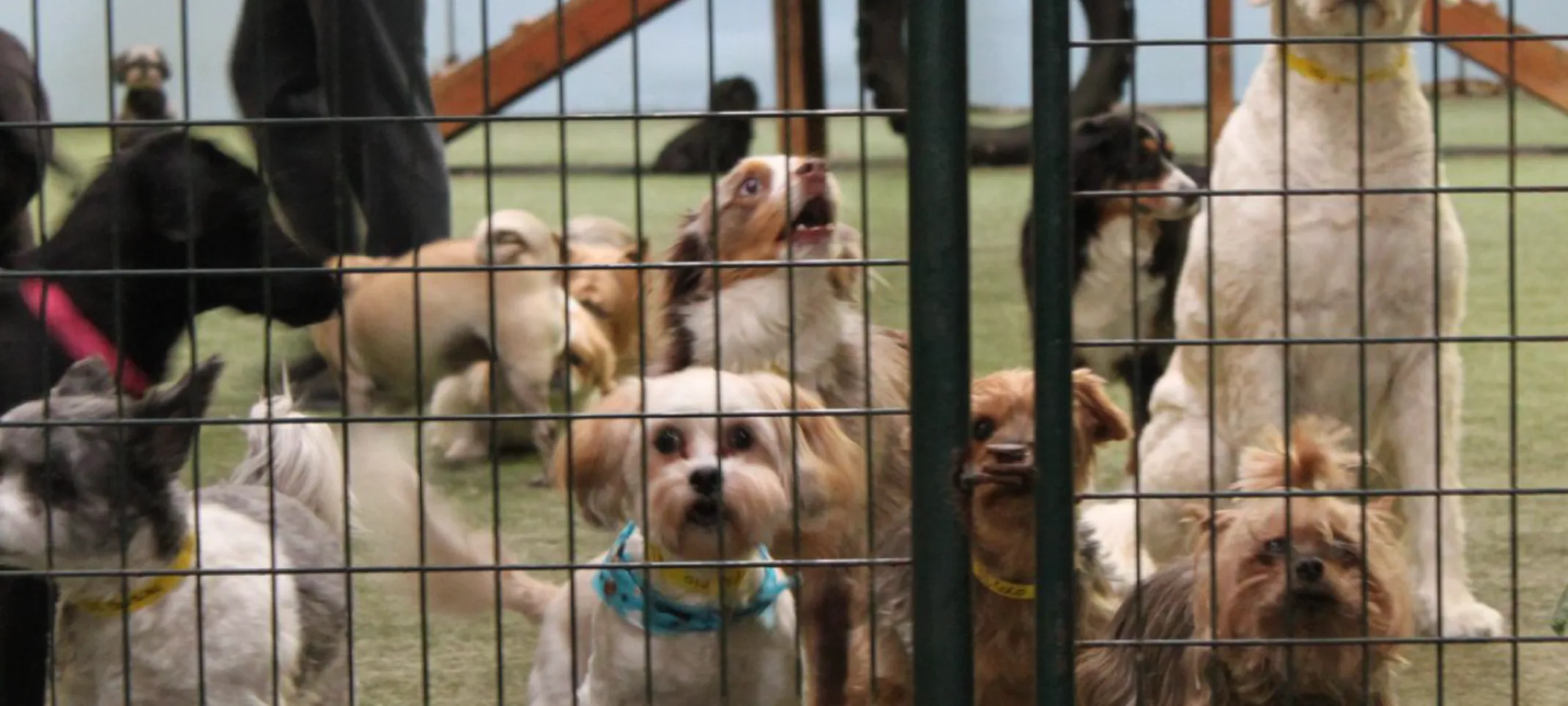 Dogs in play area by cage