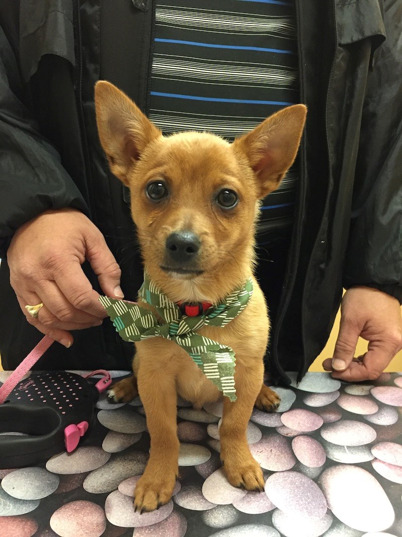 Brown puppy with bow on 