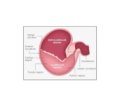 Image of stomach diagram Image of stomach diagram