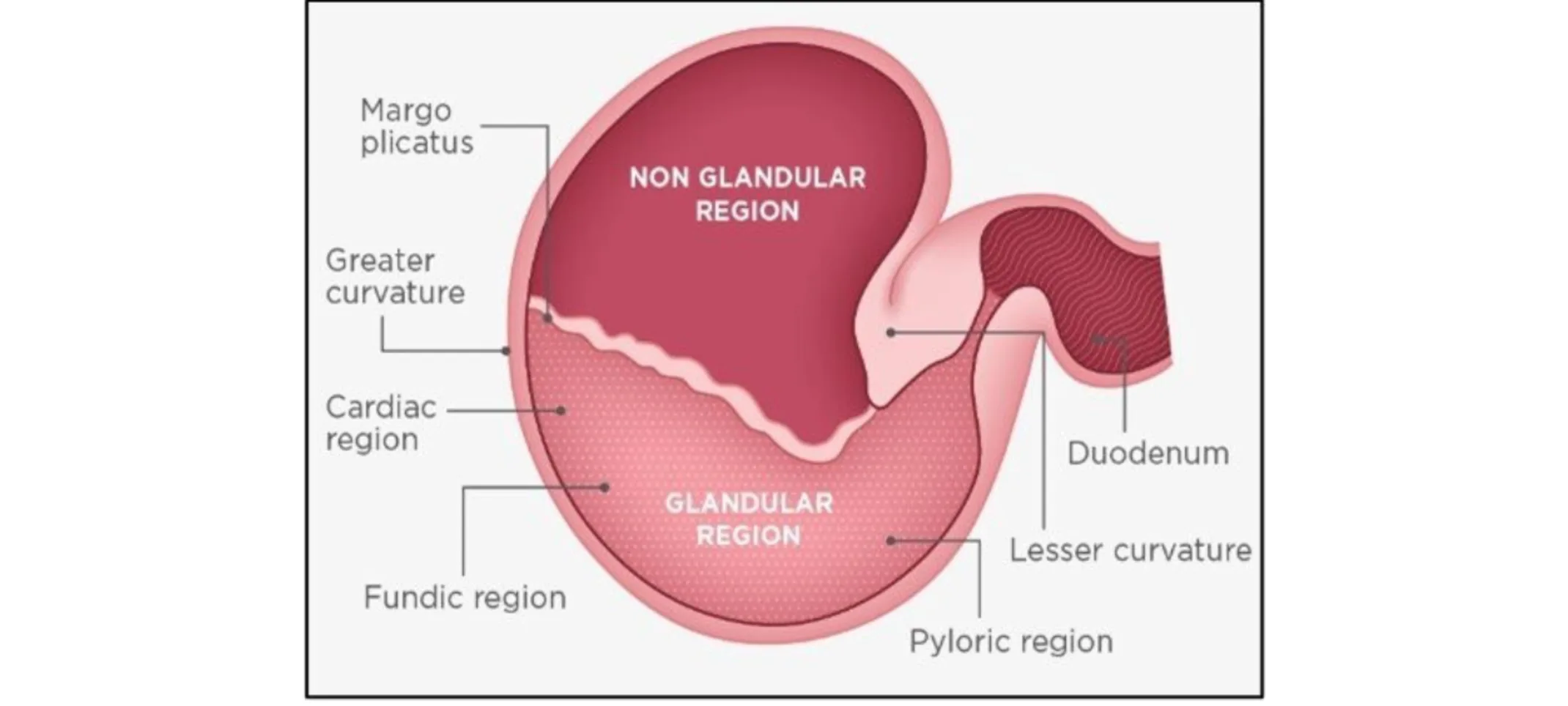 Image of stomach diagram