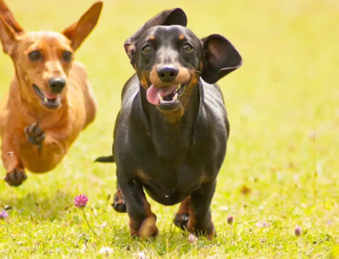 Two Dogs Running Through a Yellow Grassy Field Two Dogs Running Through a Yellow Grassy Field