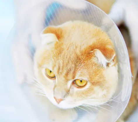 Orange Cat with Cone