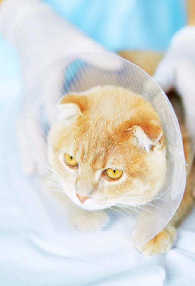 Orange Cat with Cone Orange Cat with Cone