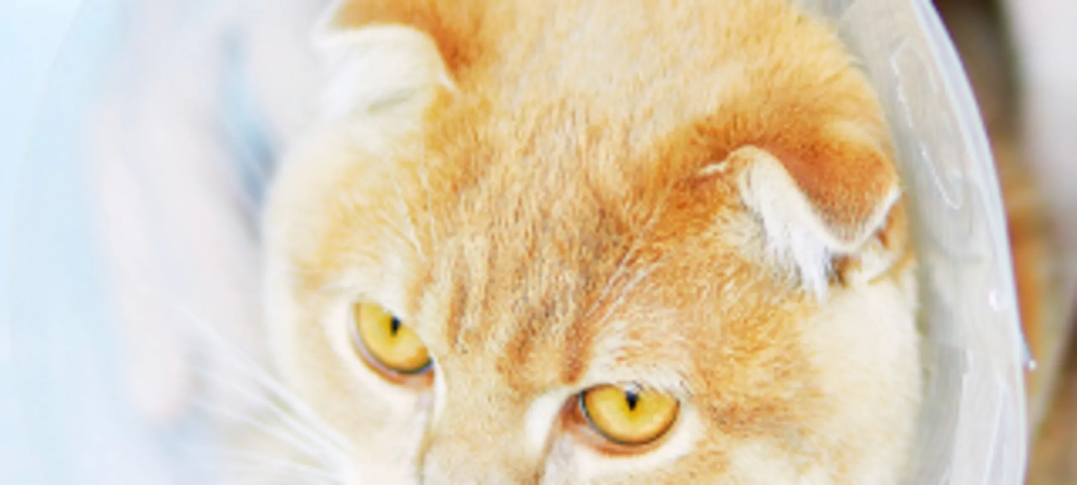 Orange Cat with Cone Orange Cat with Cone