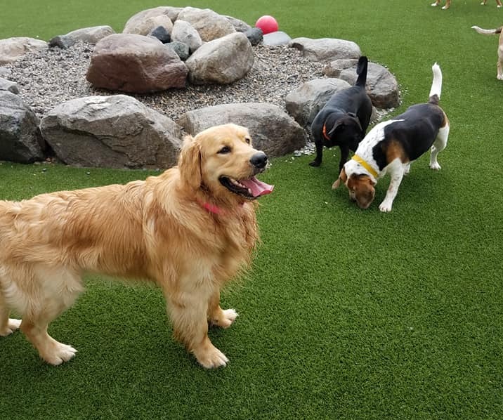 Dogs playing outside in turf grass