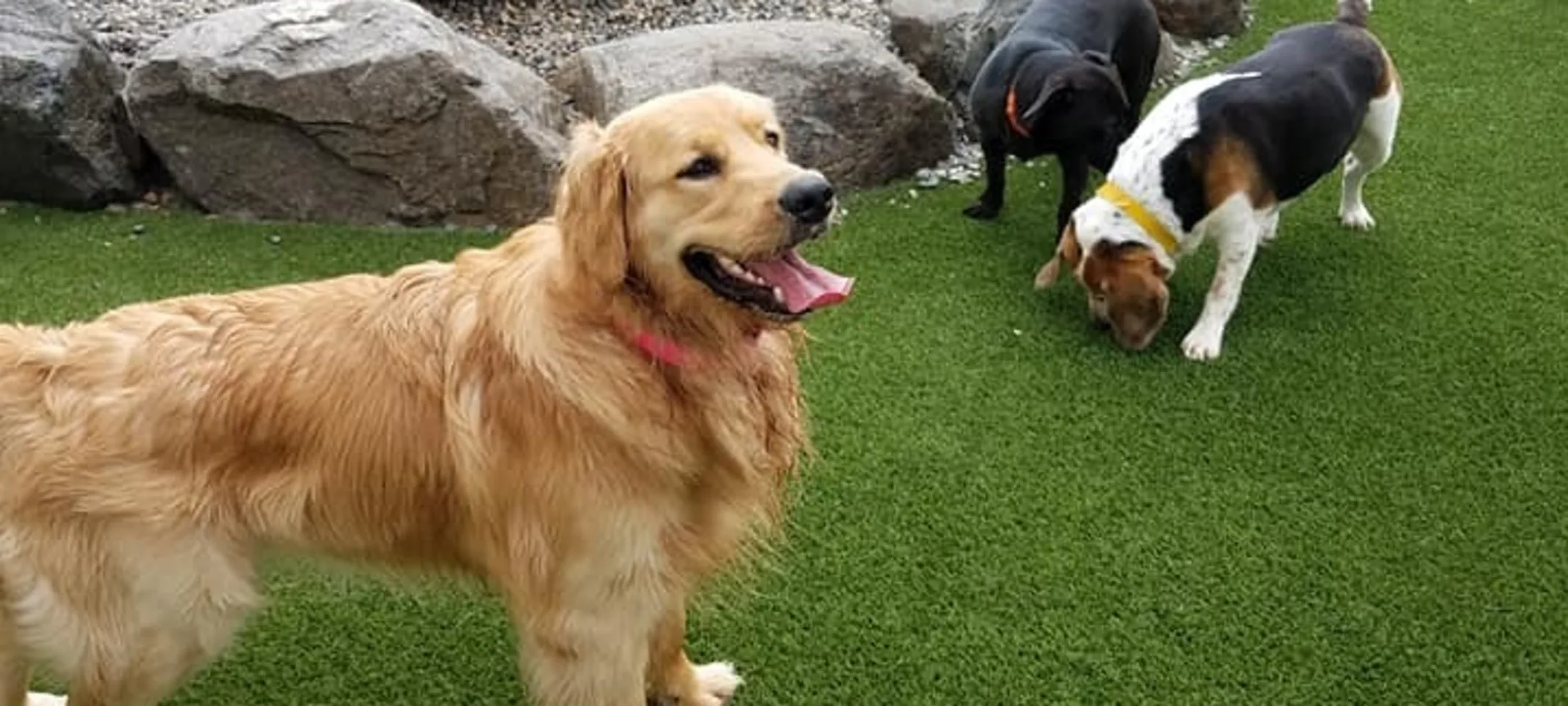 Dogs playing outside in turf grass