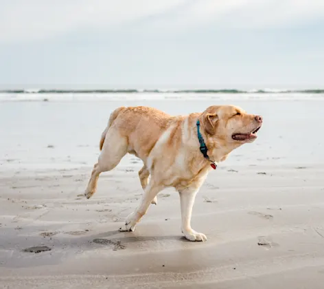 Dog running in the beach towards the right