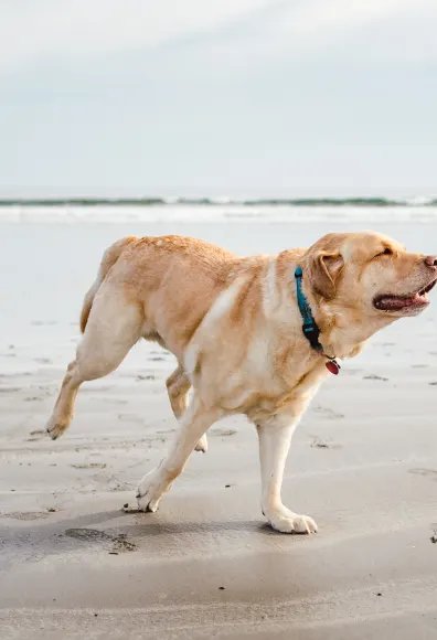 Dog running in the beach towards the right Dog running in the beach towards the right