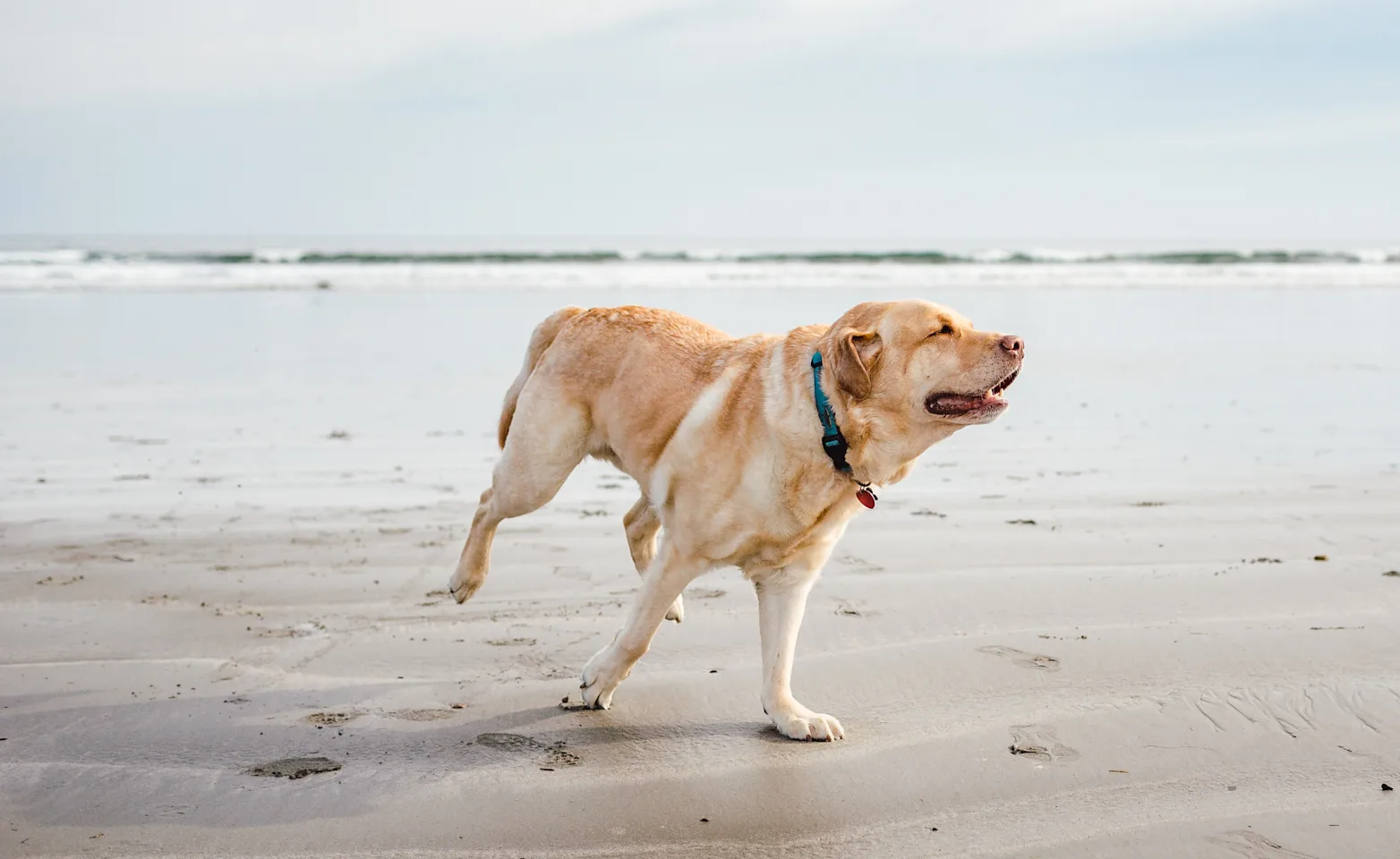 Dog running in the beach towards the right Dog running in the beach towards the right