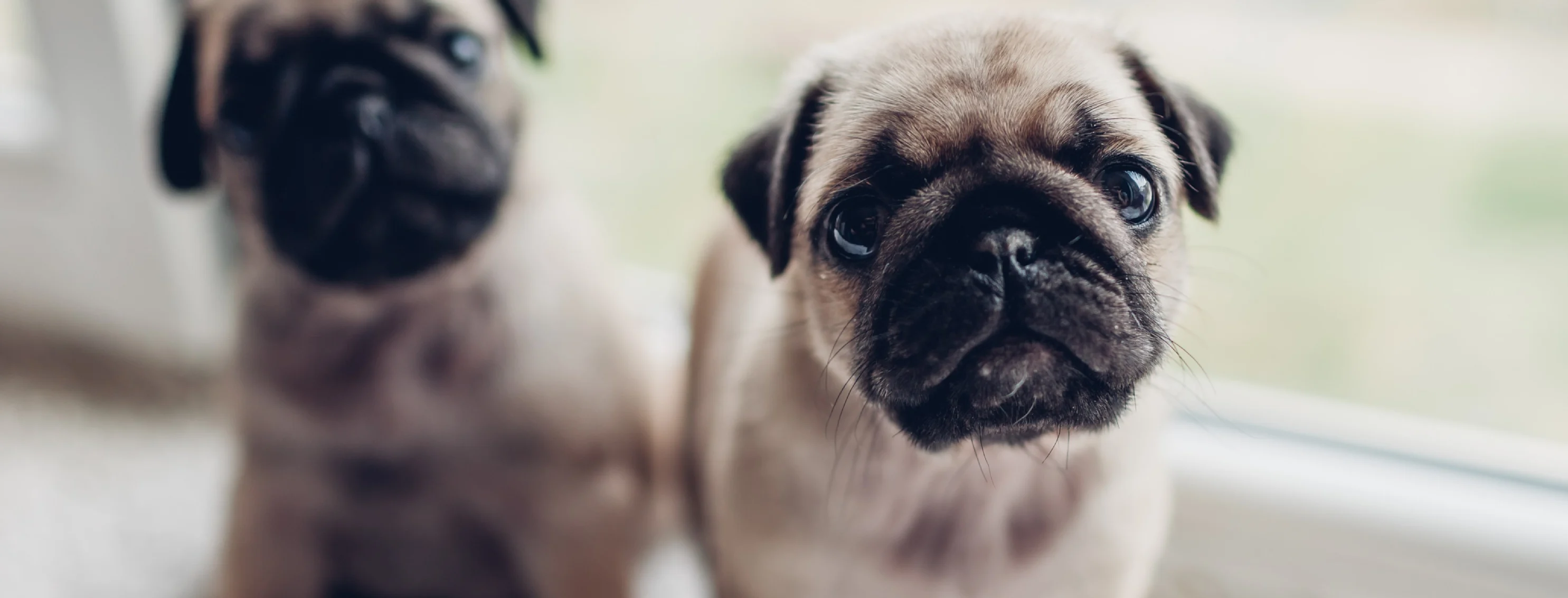 two pug puppies on rug