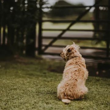 A tan dog sitting outside in the grass with his back facing the camera