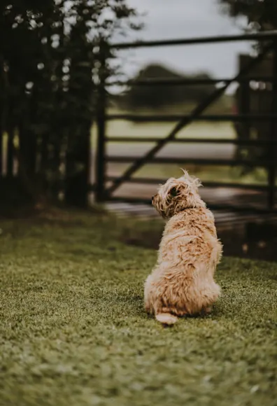 A tan dog sitting outside in the grass with his back facing the camera