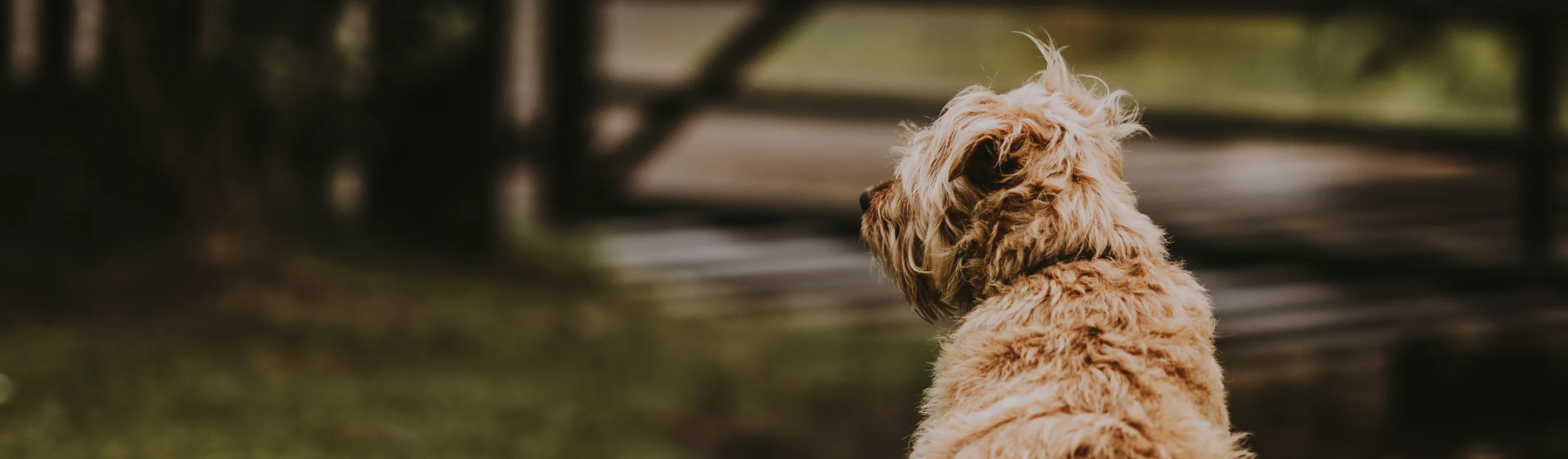 A tan dog sitting outside in the grass with his back facing the camera