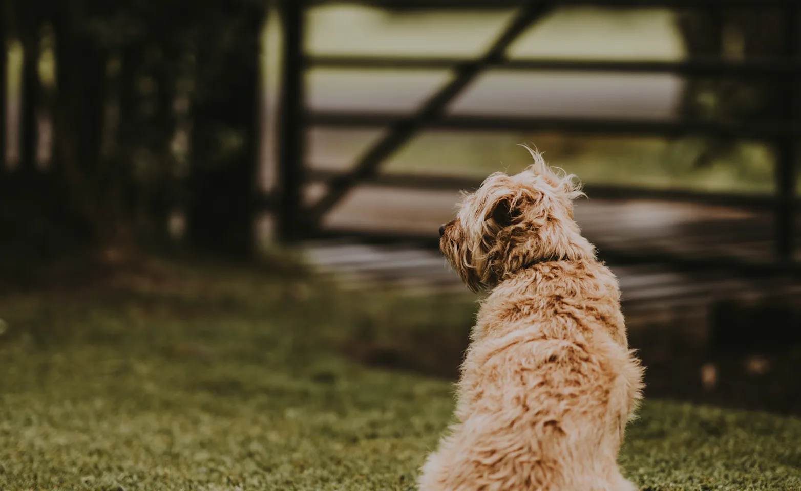 A tan dog sitting outside in the grass with his back facing the camera