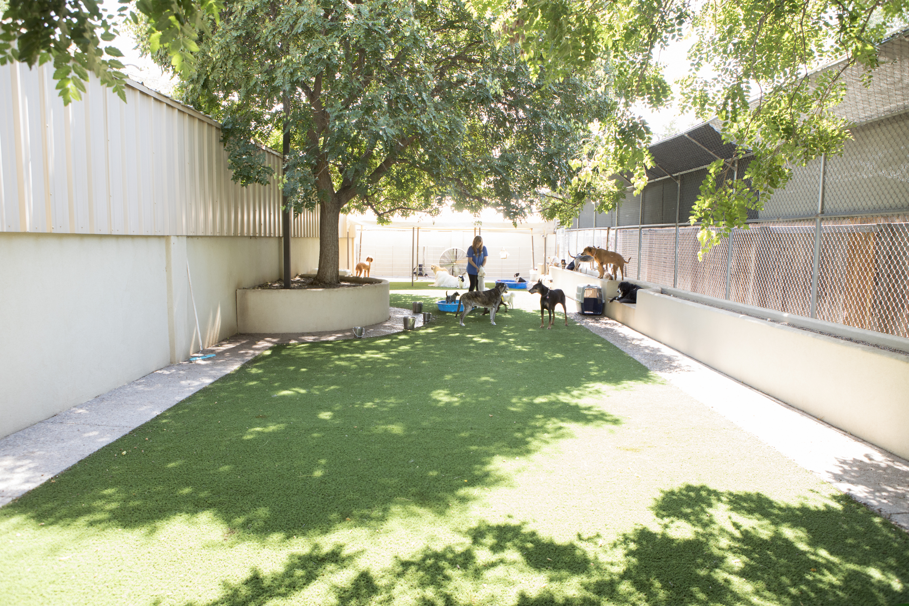 Dogs with staff in the dog daycare play yard.