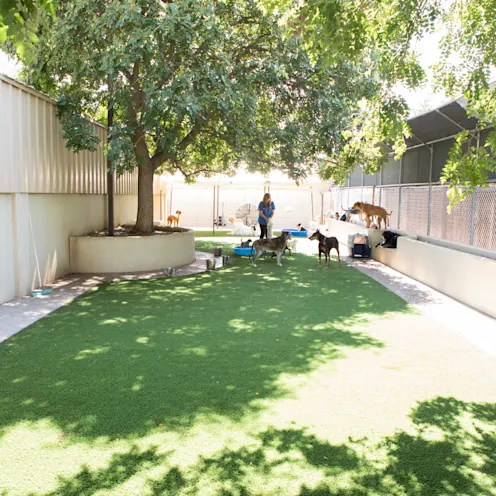 Dogs with staff in the dog daycare play yard. Dogs with staff in the dog daycare play yard.