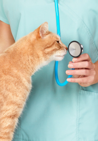 Cat sniffing stethoscope