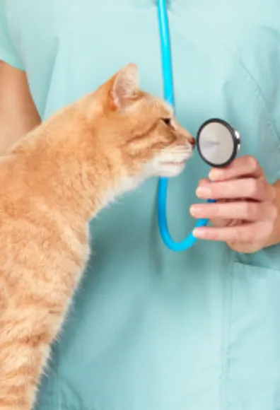Cat sniffing stethoscope