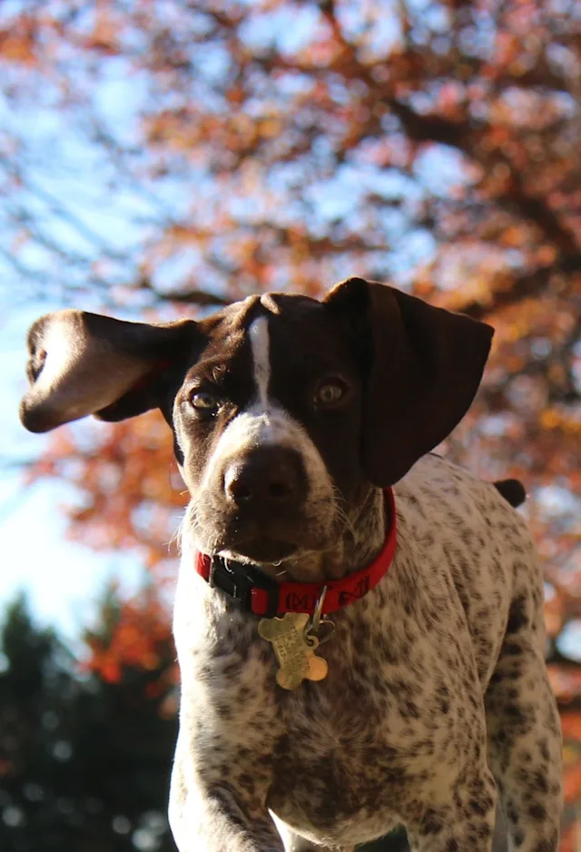 dog running next to a fence dog running next to a fence