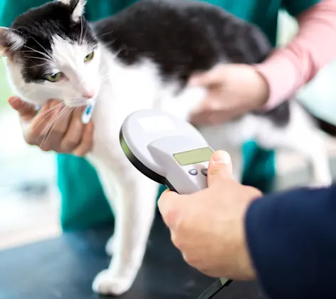 Cat on table being scanned by doctors Cat on table being scanned by doctors
