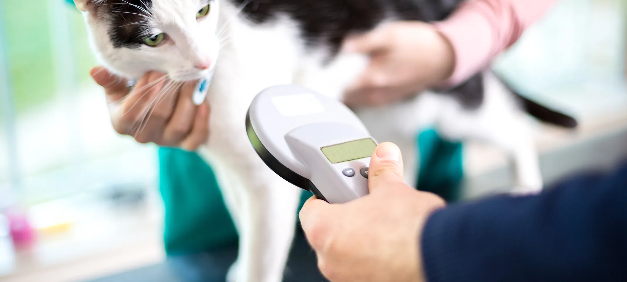 Cat on table being scanned by doctors Cat on table being scanned by doctors