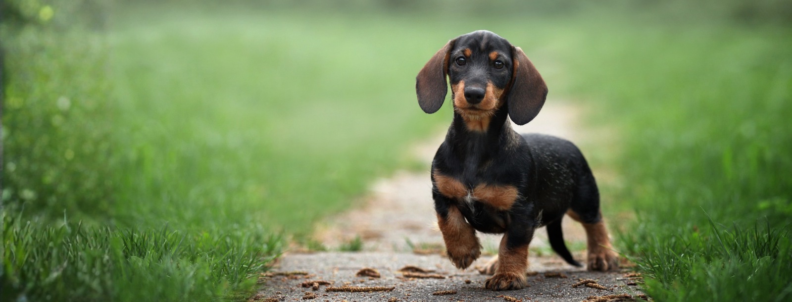 Dachshund standing in a grassy field