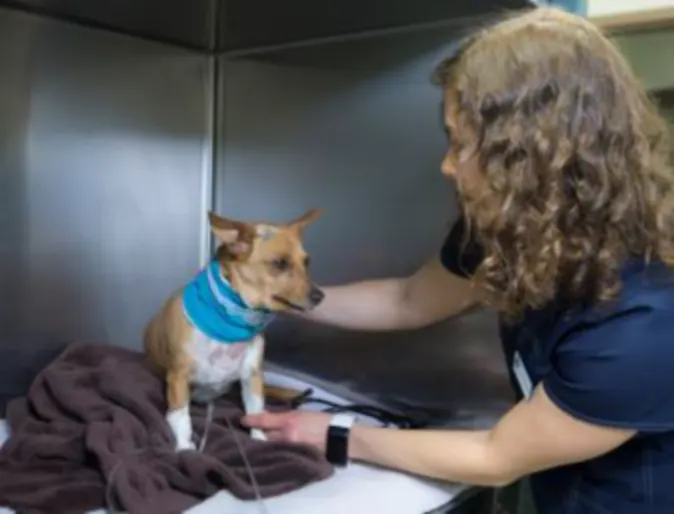Staff member examining a dog