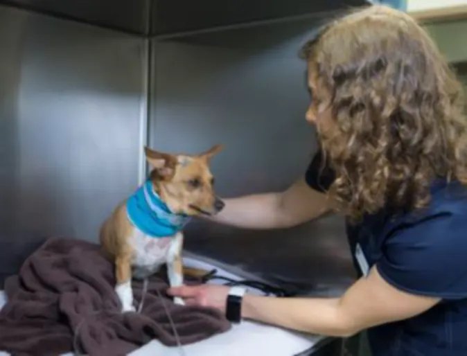 Staff member examining a dog Staff member examining a dog