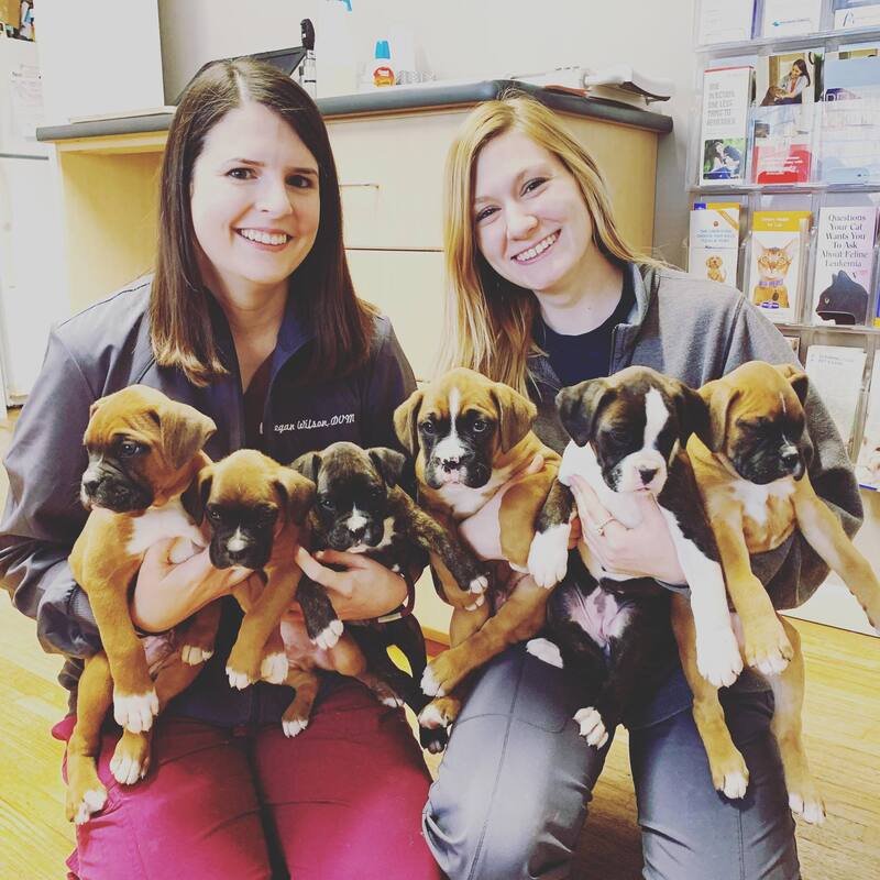 Staff with puppies