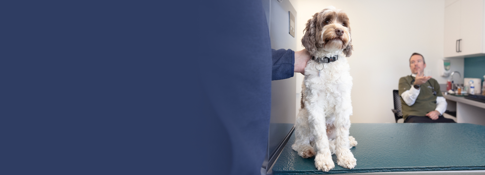 Small Brown/White Dog Sitting on Exam Table with Veterinarians
