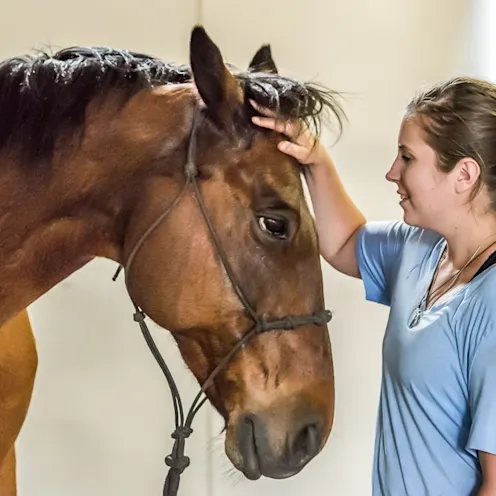 Girl petting horse Girl petting horse