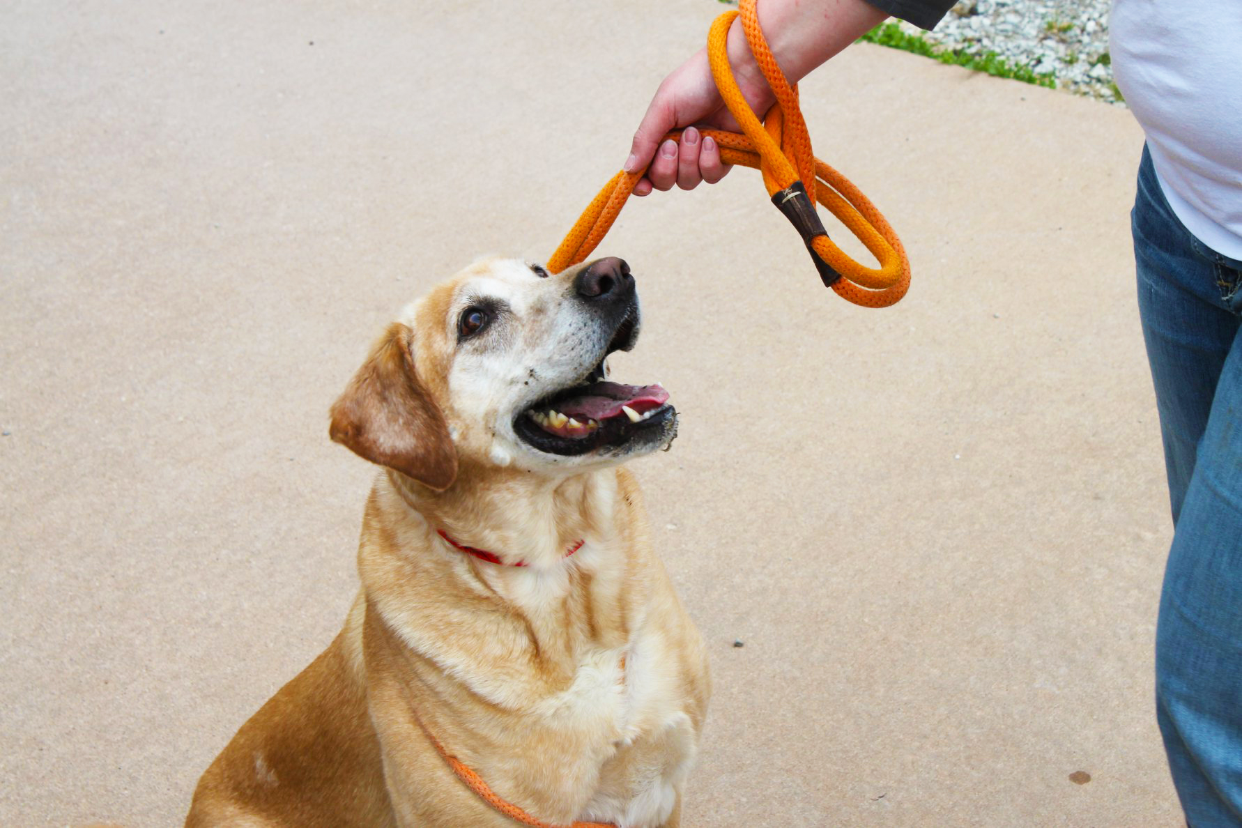Dog on a leash for The Pet Ranch