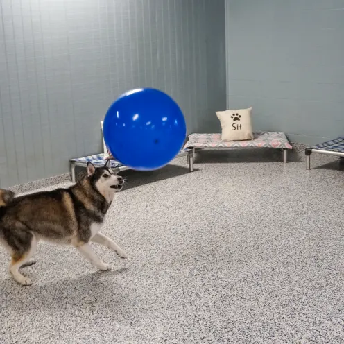 Husky playing in play area with large ball